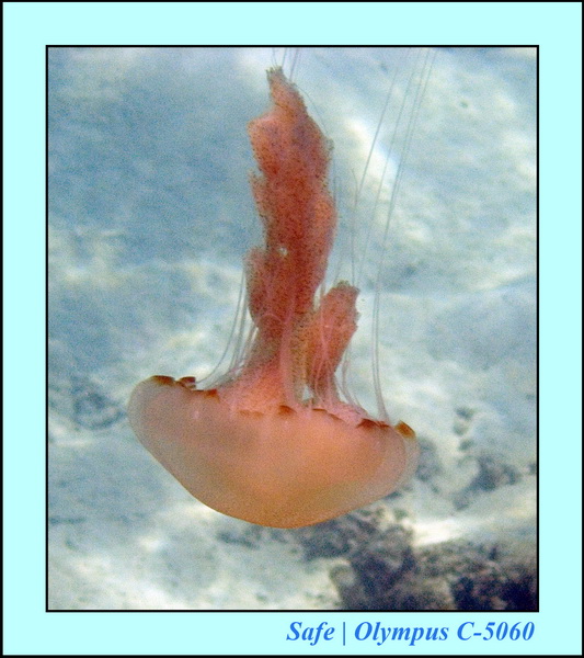 2008 - 07 - Redang - 058